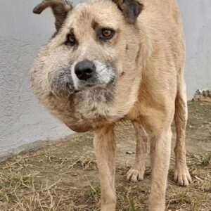 Rescuers Discover Stray Dog with Massive Facial Swelling on a Lonely Road