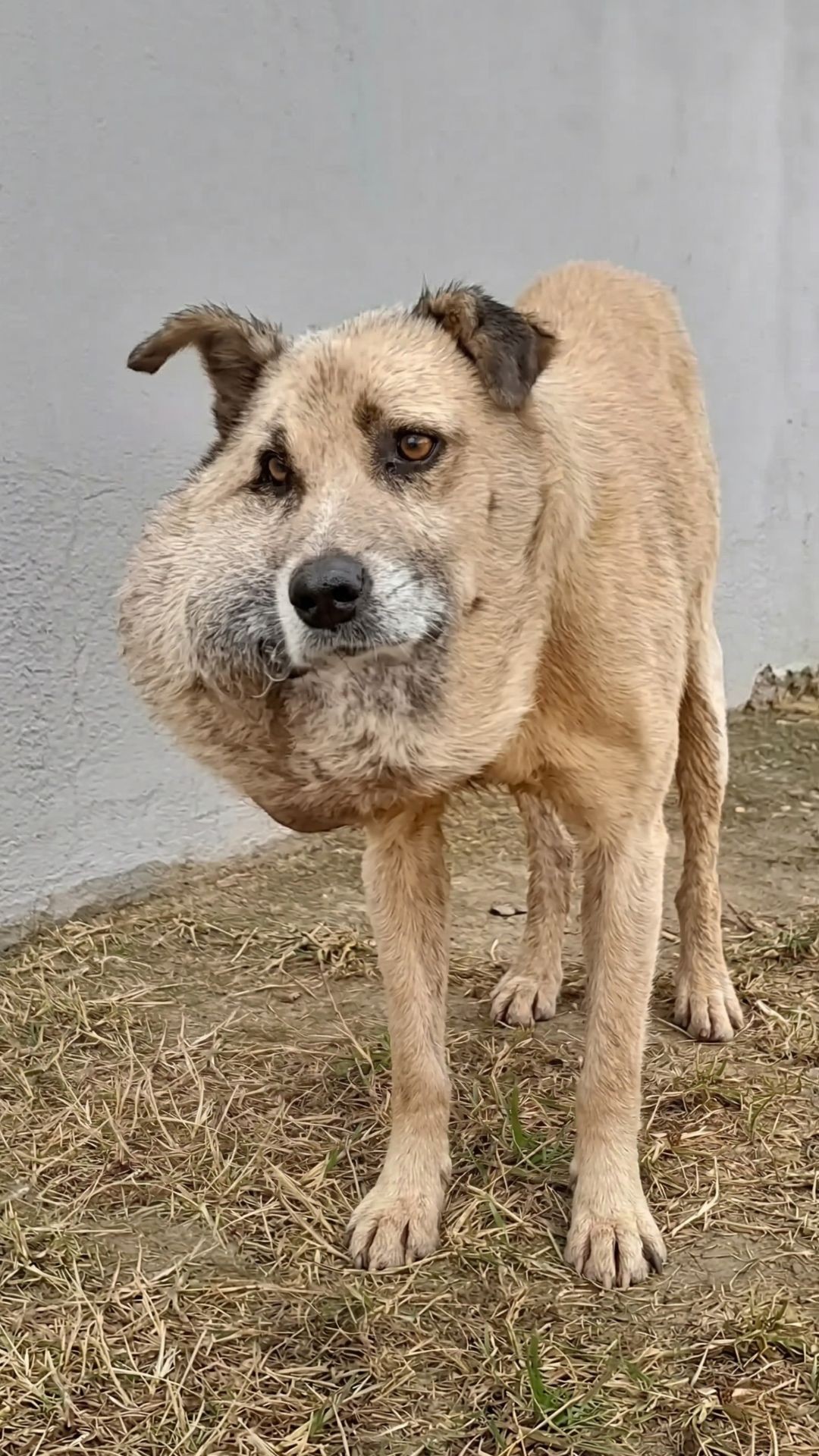 Rescuers Discover Stray Dog with Massive Facial Swelling on a Lonely Road