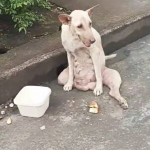 Stray Dog Sinead Found Waiting on Sidewalk After Losing Her Puppies