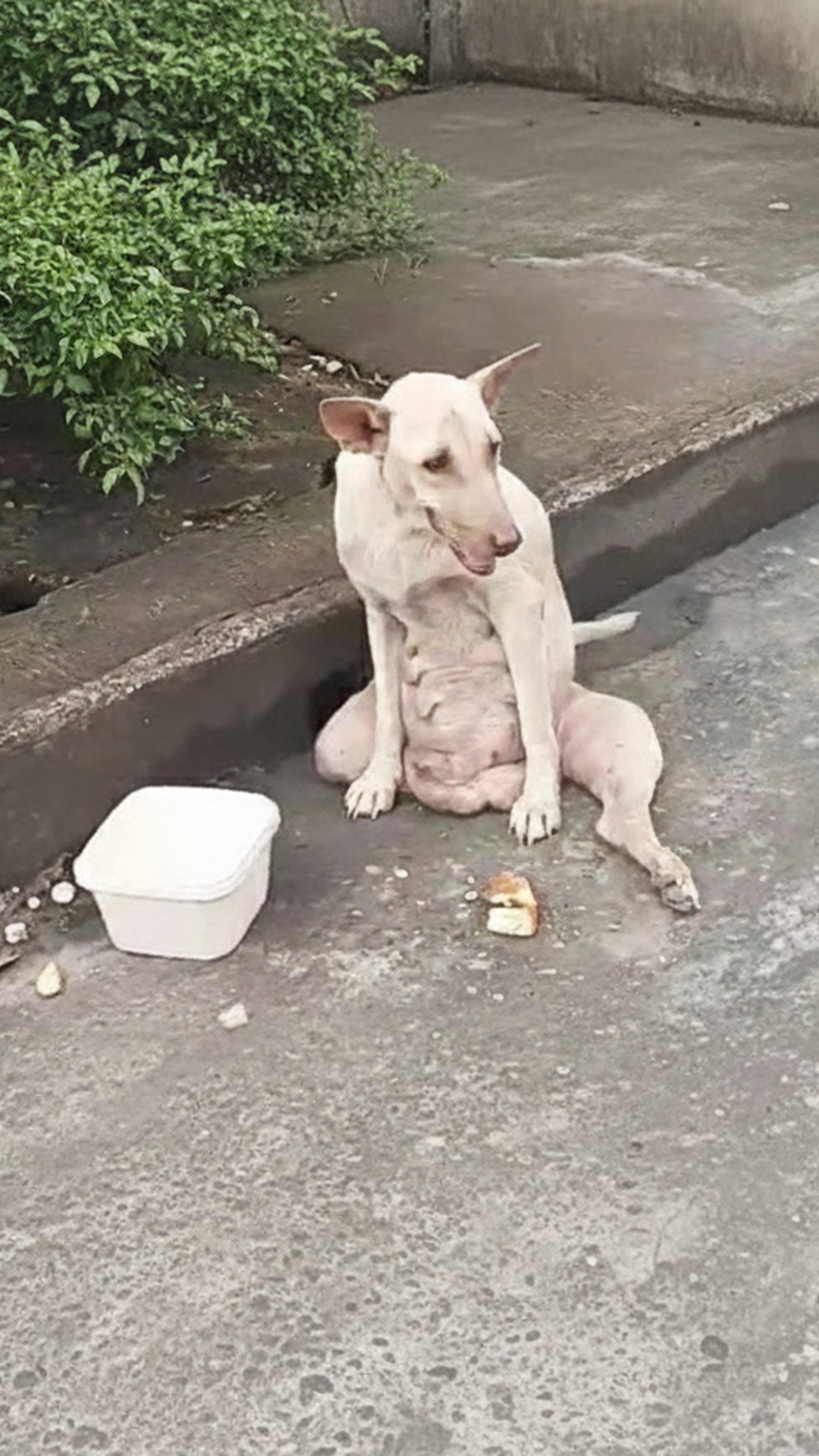 Stray Dog Sinead Found Waiting on Sidewalk After Losing Her Puppies