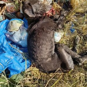 Frail Dog Named Caio Wags His Tail After Being Rescued from Trash Bag
