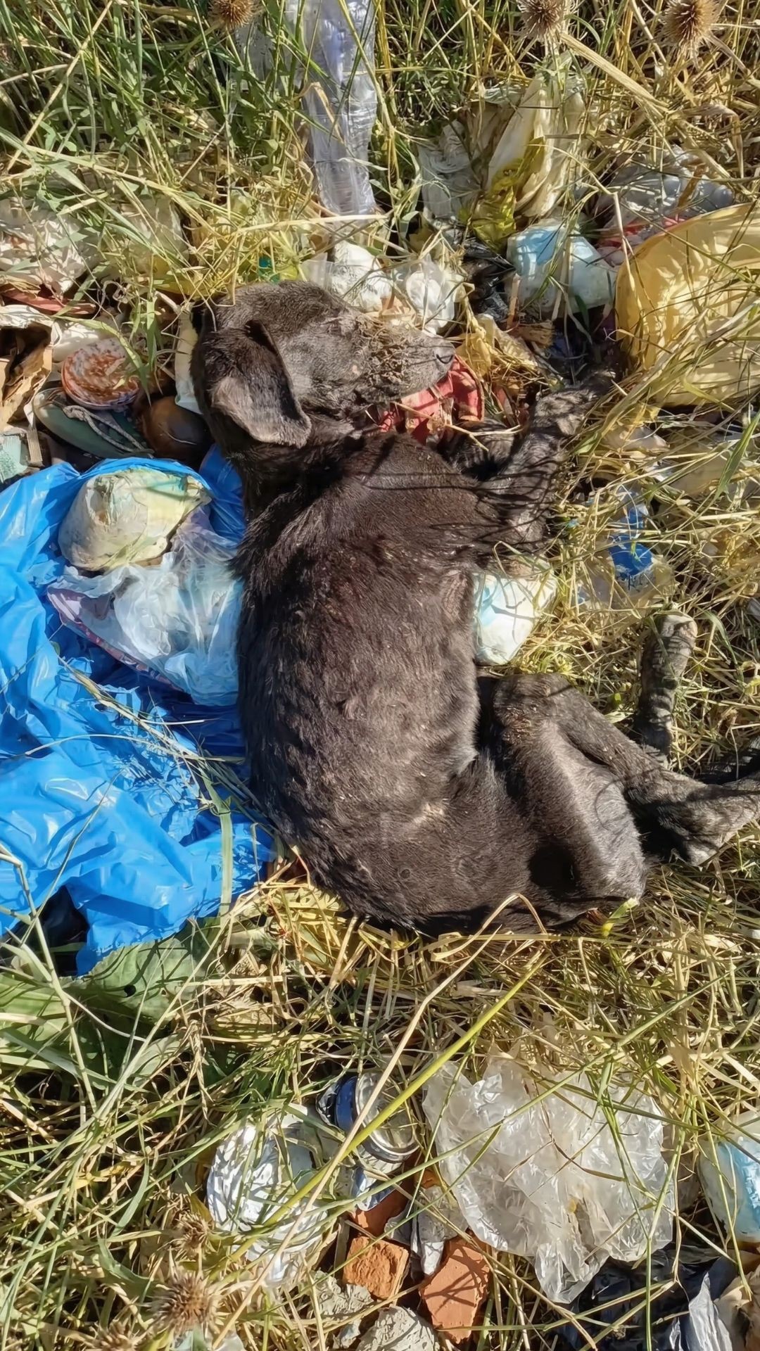 Frail Dog Named Caio Wags His Tail After Being Rescued from Trash Bag