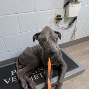 Oh’Ryan Makes Remarkable Recovery to Weigh 80 Pounds After Rescue