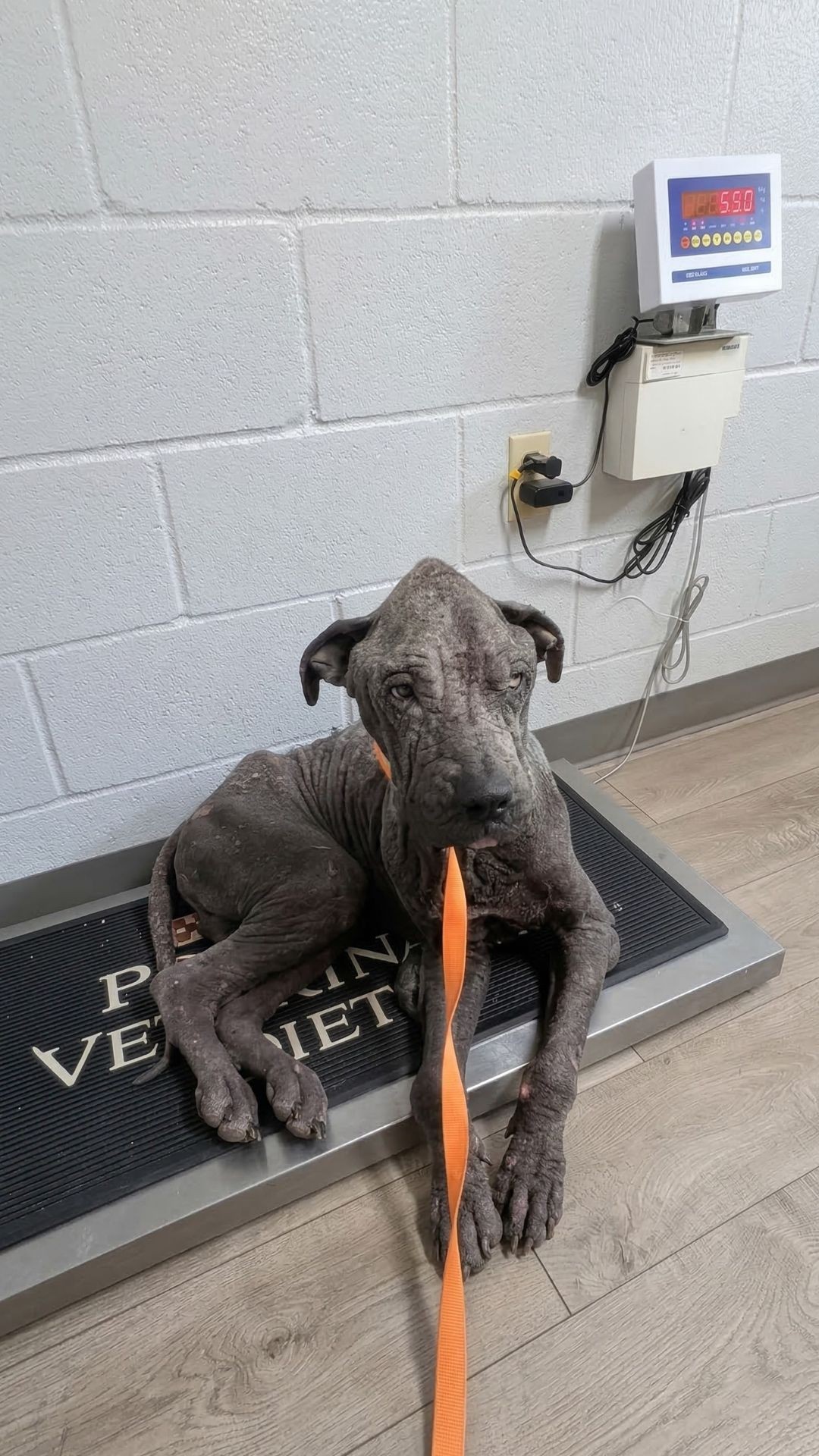 Oh’Ryan Makes Remarkable Recovery to Weigh 80 Pounds After Rescue