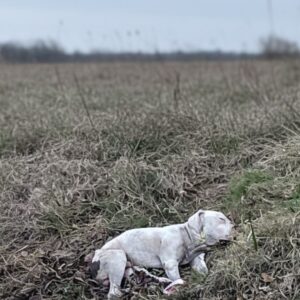 Big Head's Playful Hop Marks a Joyful Recovery Milestone