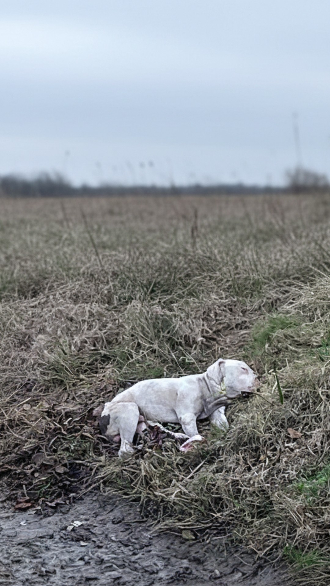 Big Head's Playful Hop Marks a Joyful Recovery Milestone