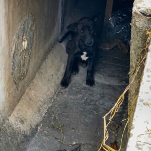 Two Years After Rescue, Dumbo the Puppy Awaits Her Forever Home