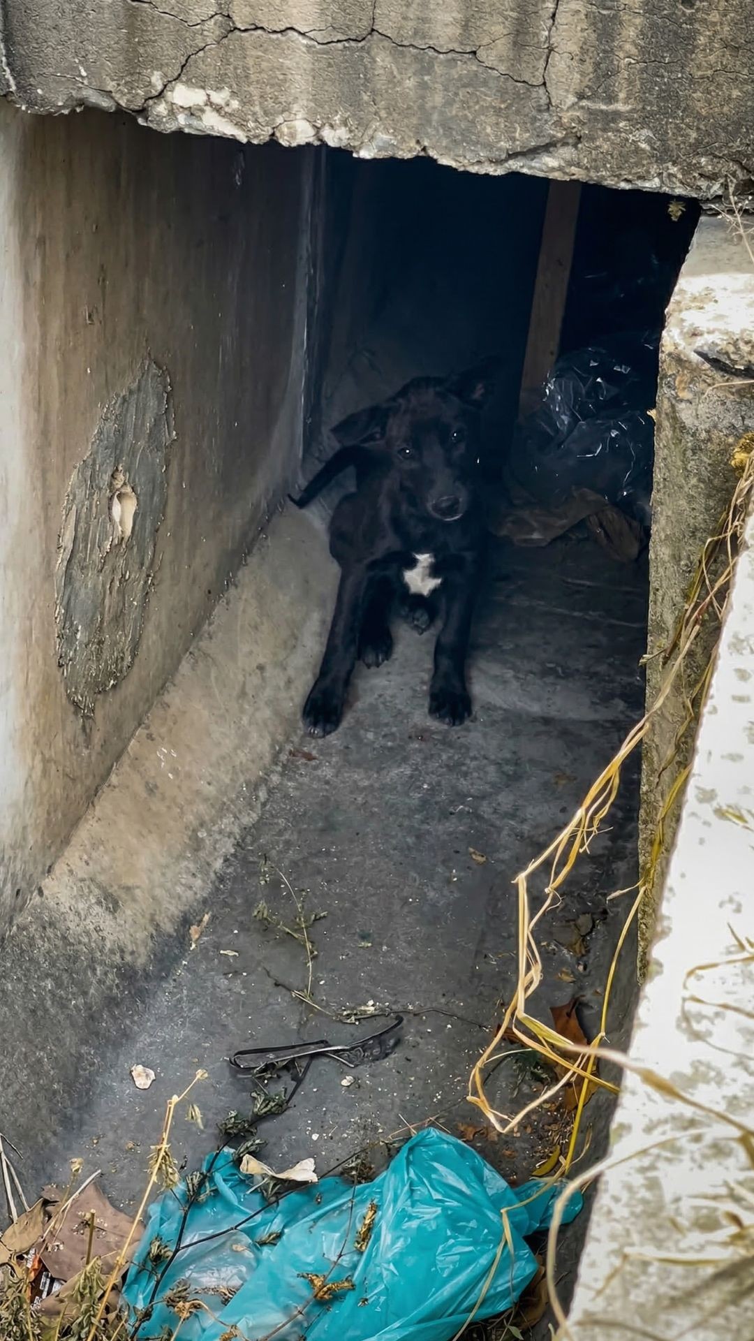 Two Years After Rescue, Dumbo the Puppy Awaits Her Forever Home