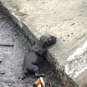 Six Newborn Puppies Rescued from Rainy Streets Transform Over Weeks