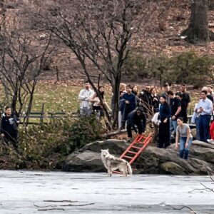 Stranded Dog Rescued from Icy Pond After Desperate Plea