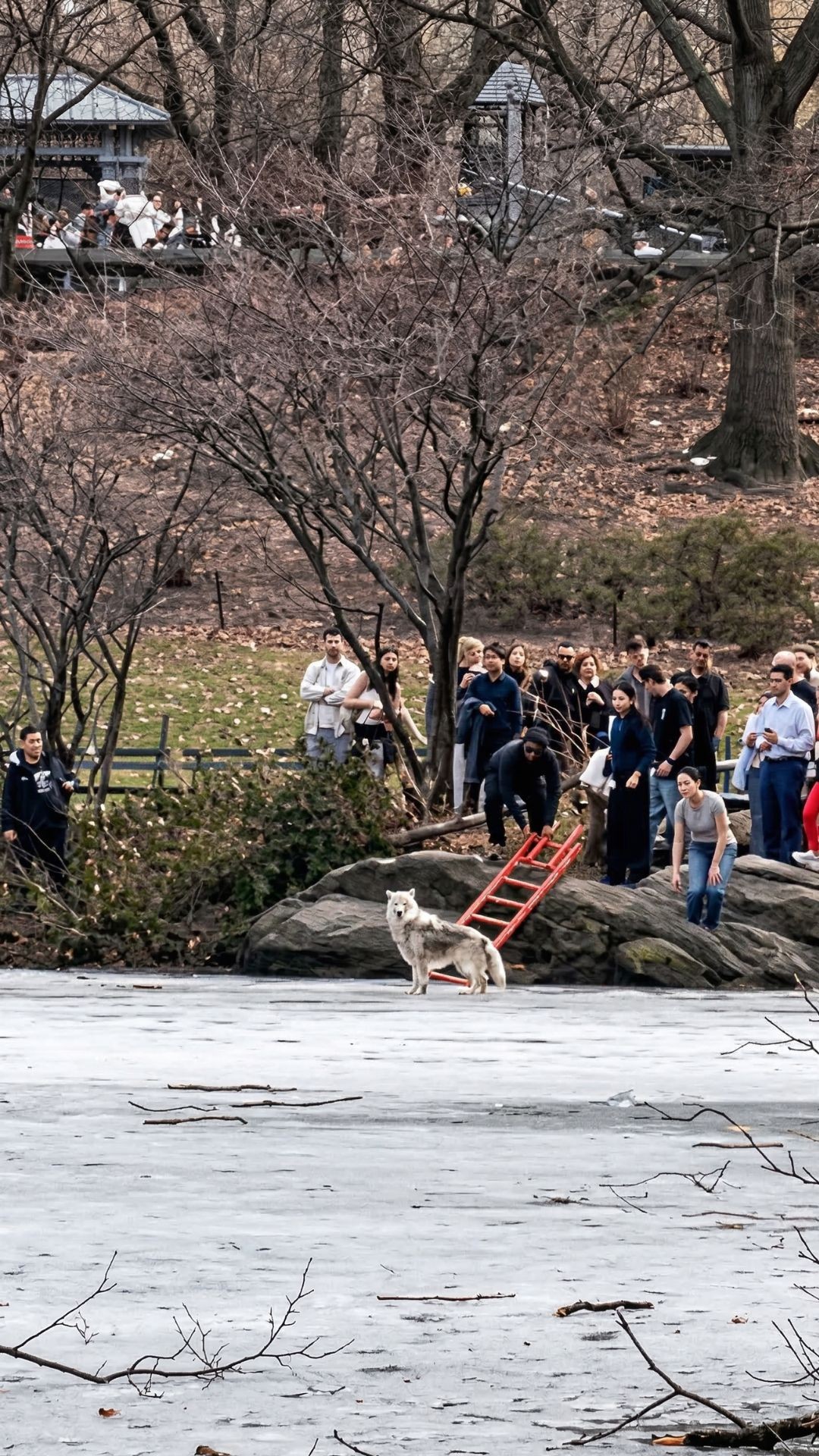 Stranded Dog Rescued from Icy Pond After Desperate Plea