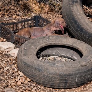 From a Discarded Tire to the Comfort of Home: Anita's Journey