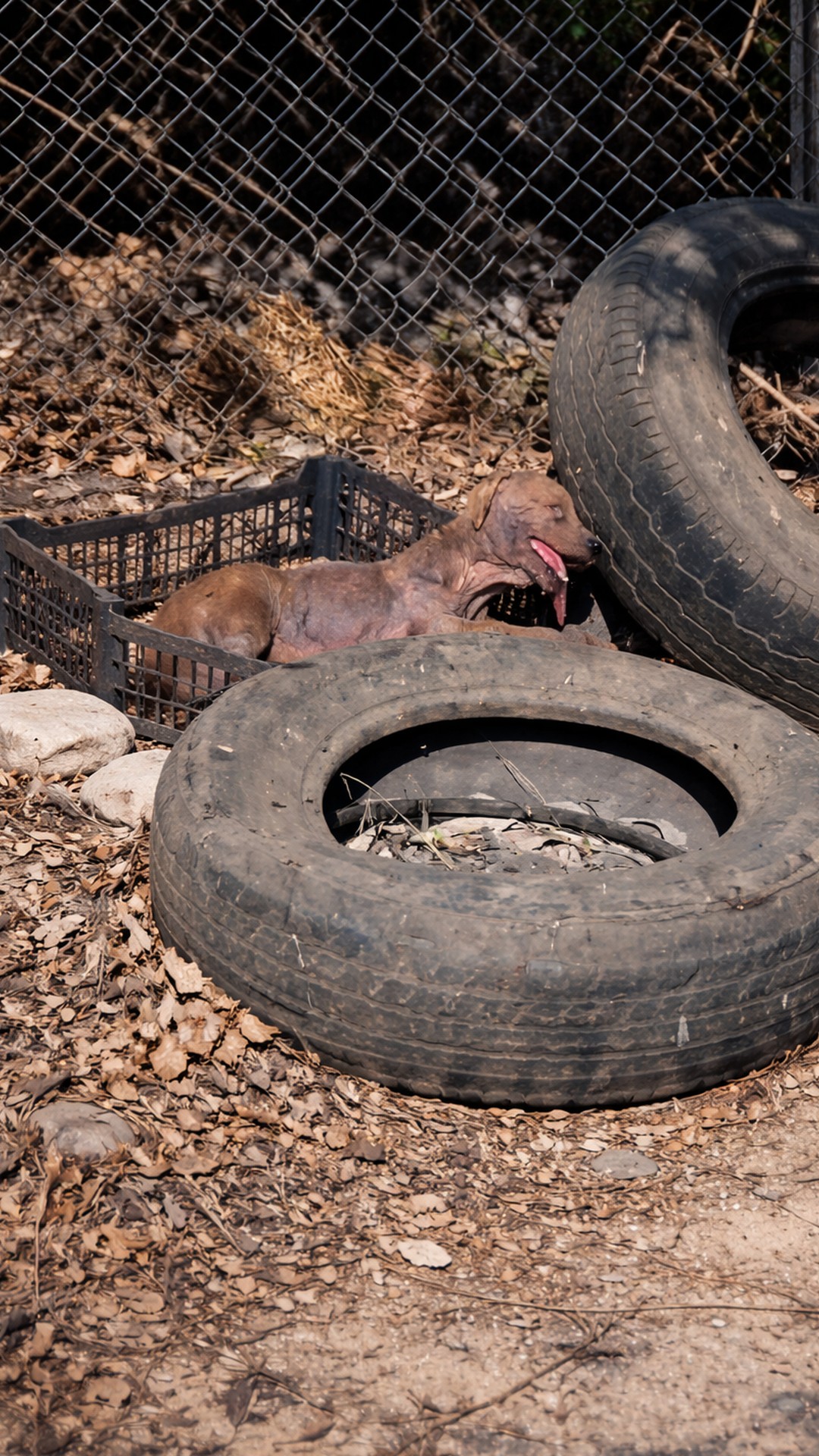 From a Discarded Tire to the Comfort of Home: Anita's Journey