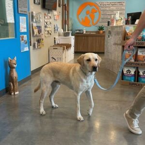 Banjo's Joyful Reunion: A Woman's 8-Hour Drive to Rescue Her Dog