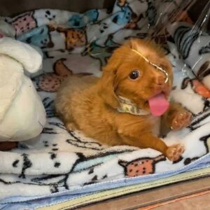 Sally's Journey: From Oxygen Chamber to Freedom in Just Weeks
