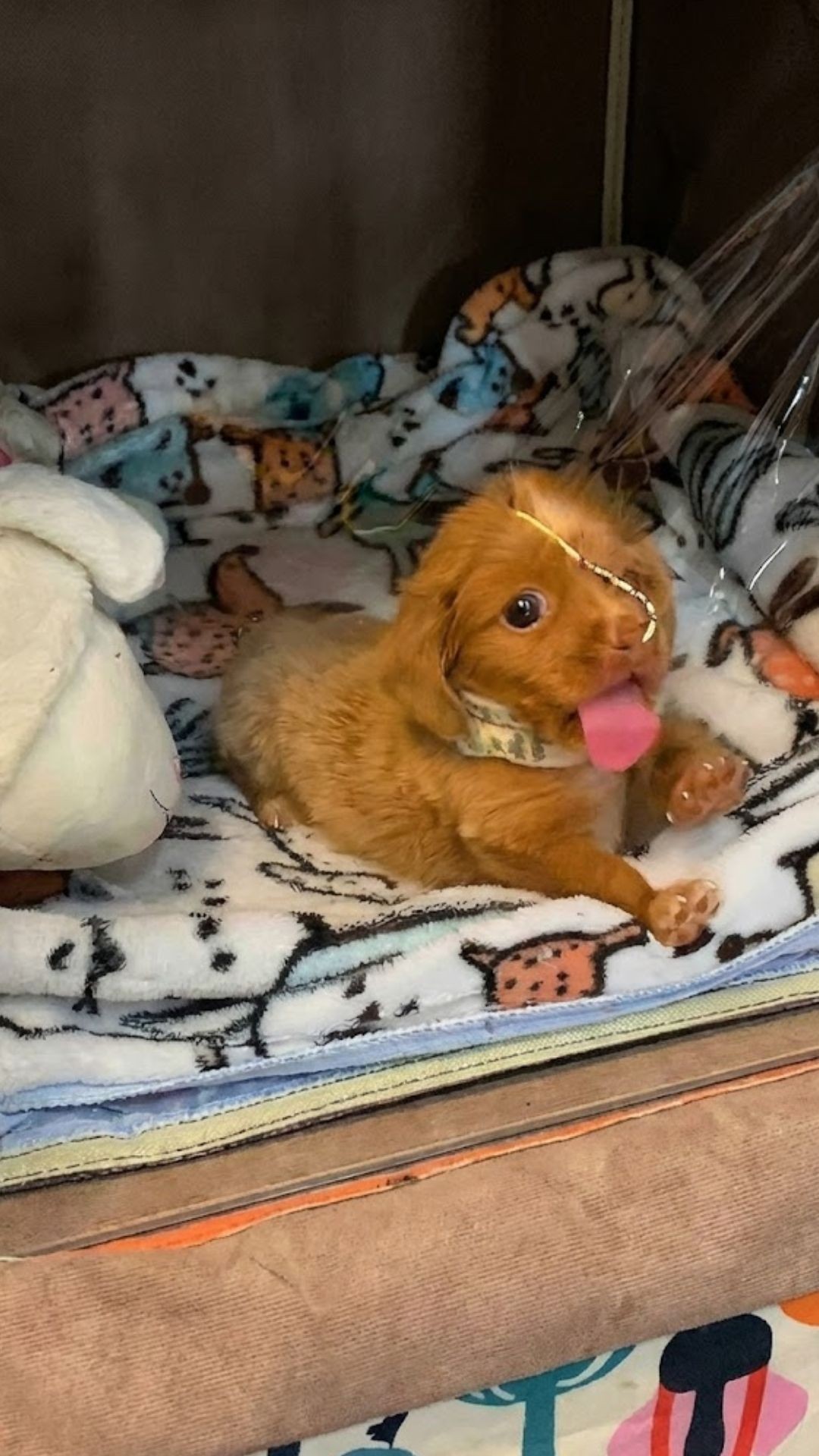 Sally's Journey: From Oxygen Chamber to Freedom in Just Weeks