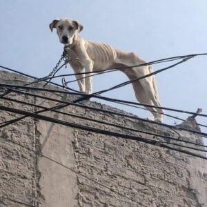 Brave's Progress from Isolation to Recovery After Rescue