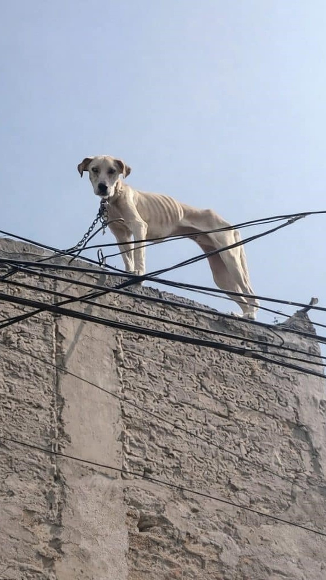 Brave's Progress from Isolation to Recovery After Rescue