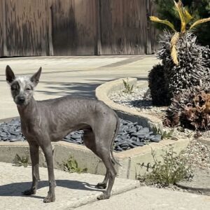 Rescue Team Finds Abandoned Xoloitzcuintli Pitzen Alone on Los Angeles Streets