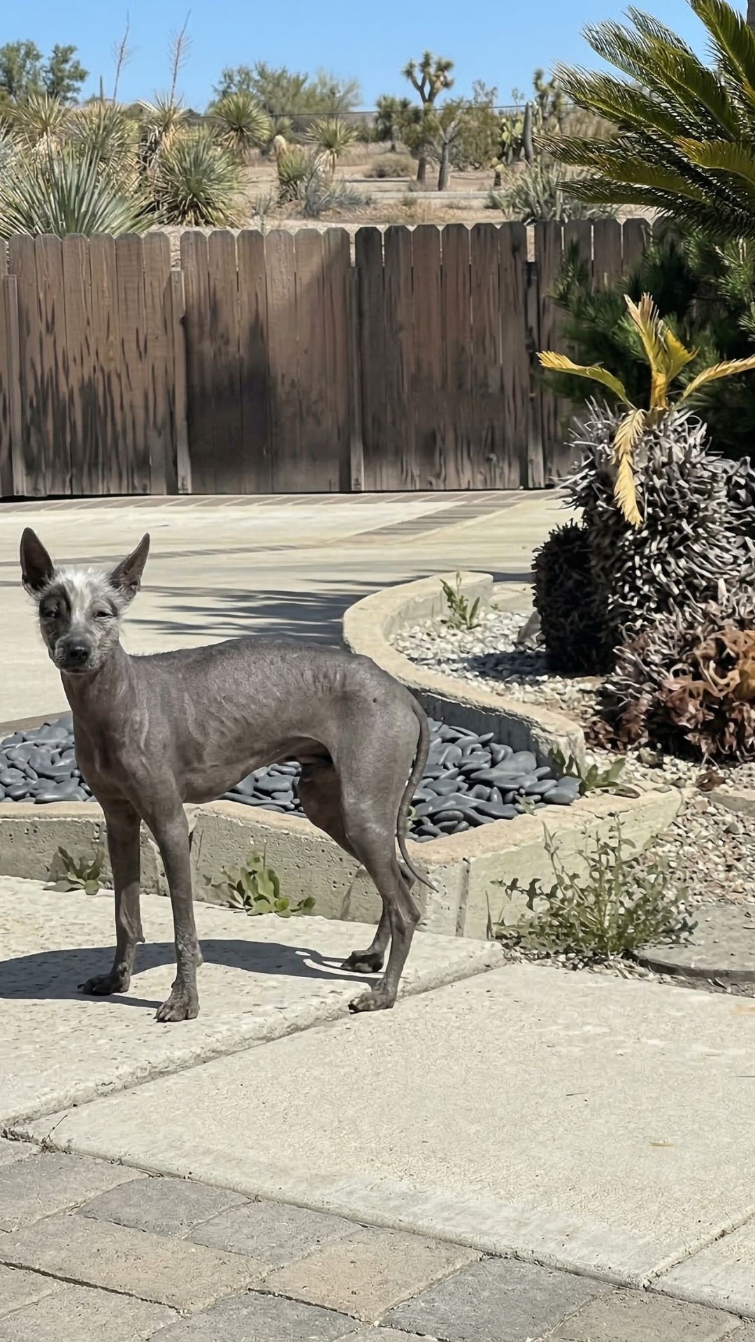 Rescue Team Finds Abandoned Xoloitzcuintli Pitzen Alone on Los Angeles Streets