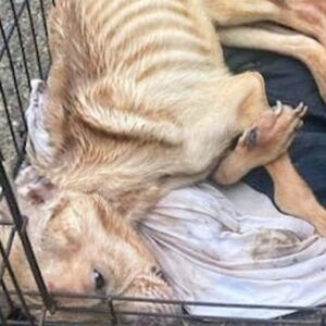Rescue Team Discovers Lexi in a Hidden Crate on an Abandoned Property