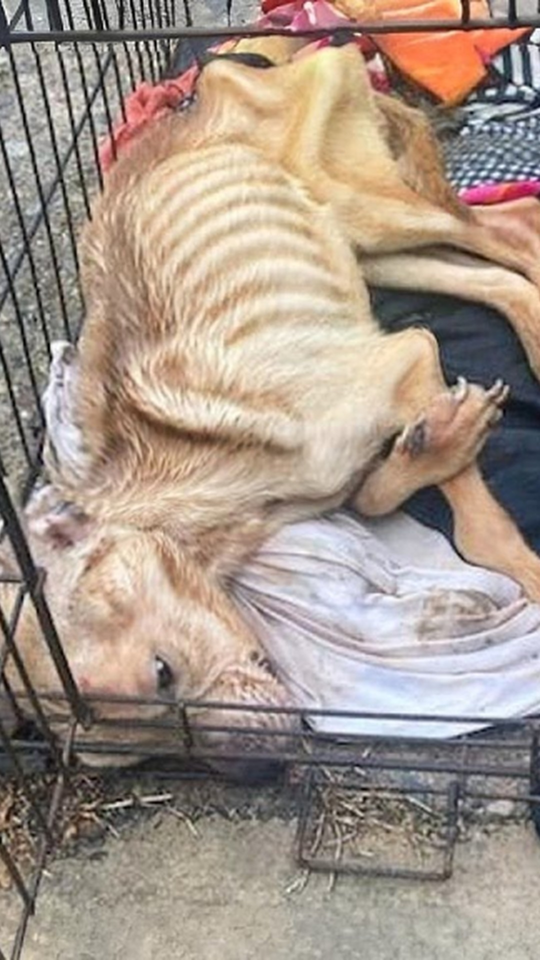 Rescue Team Discovers Lexi in a Hidden Crate on an Abandoned Property