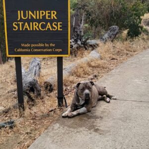 Juniper the Giant Dog Joyfully Wiggles After His Rescue from Abandonment