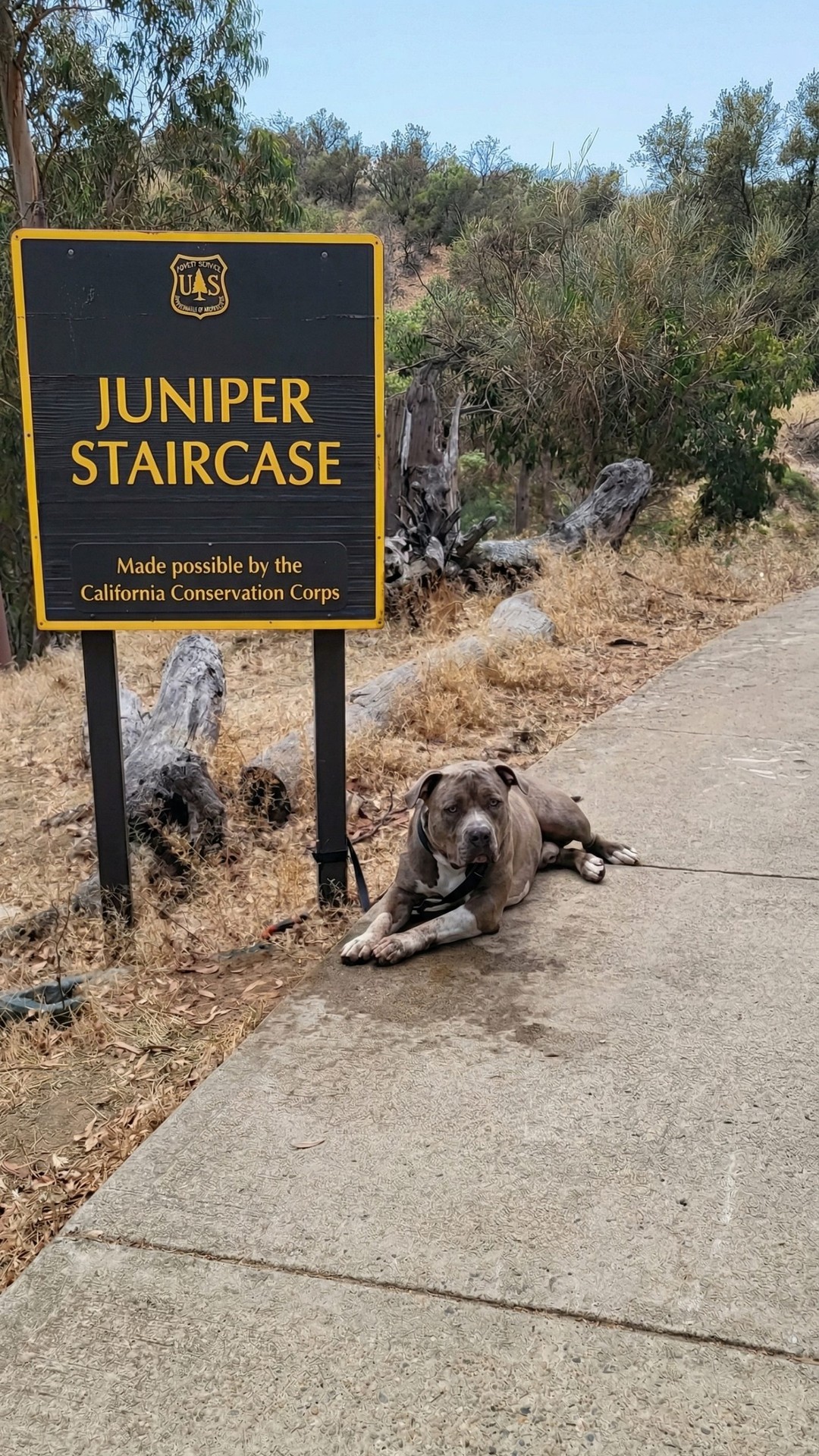 Juniper the Giant Dog Joyfully Wiggles After His Rescue from Abandonment