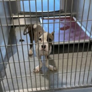 Ducky the Dog Thrives After Rescue from Abandonment and Neglect