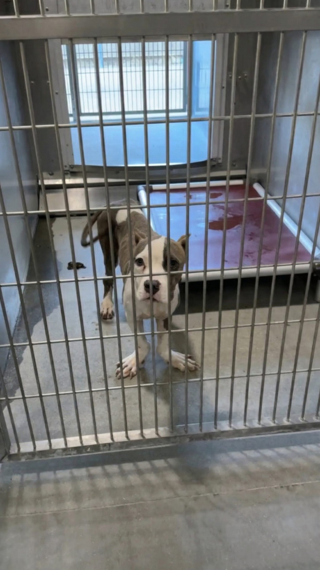 Ducky the Dog Thrives After Rescue from Abandonment and Neglect