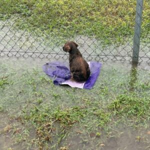 Slugger the Puppy Transforms from Neglect to Joy in His New Home