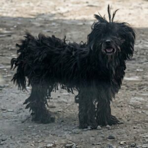 From Dust to First Class: Max's Rescue Journey