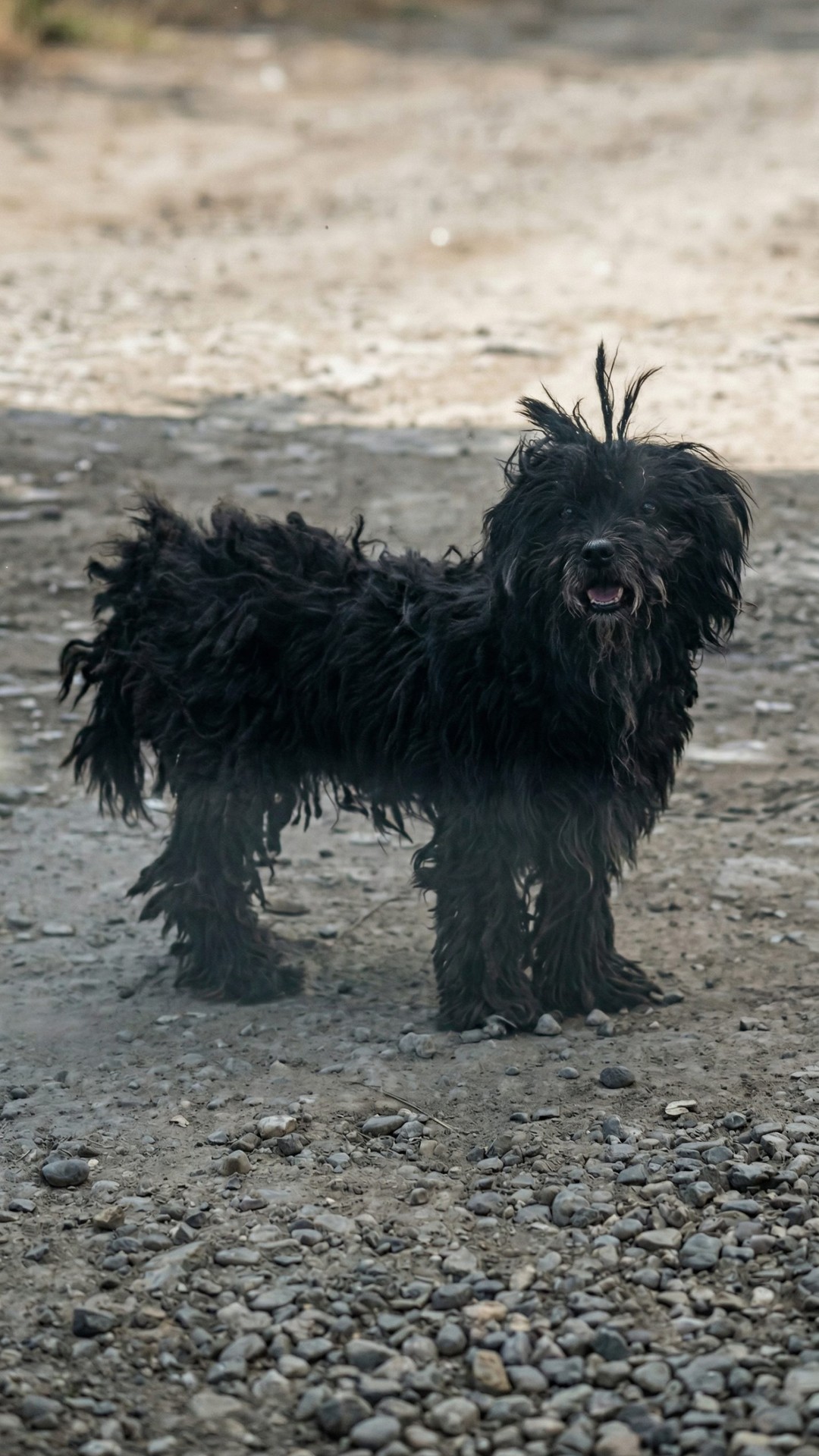 From Dust to First Class: Max's Rescue Journey