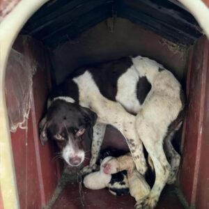 From a Stormy Struggle to Shelter: Porter's Journey with Her Puppies