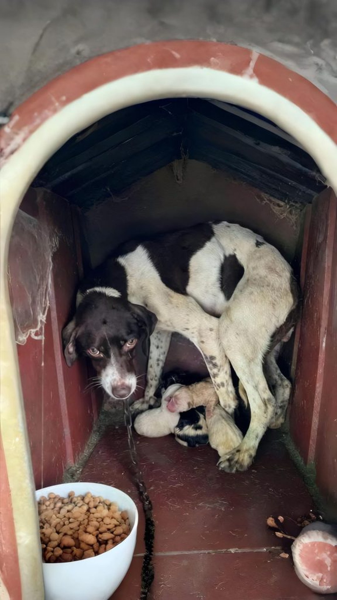 From a Stormy Struggle to Shelter: Porter's Journey with Her Puppies