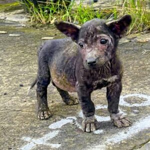 Two Abandoned Puppies Rescued on the Same Day from the Streets