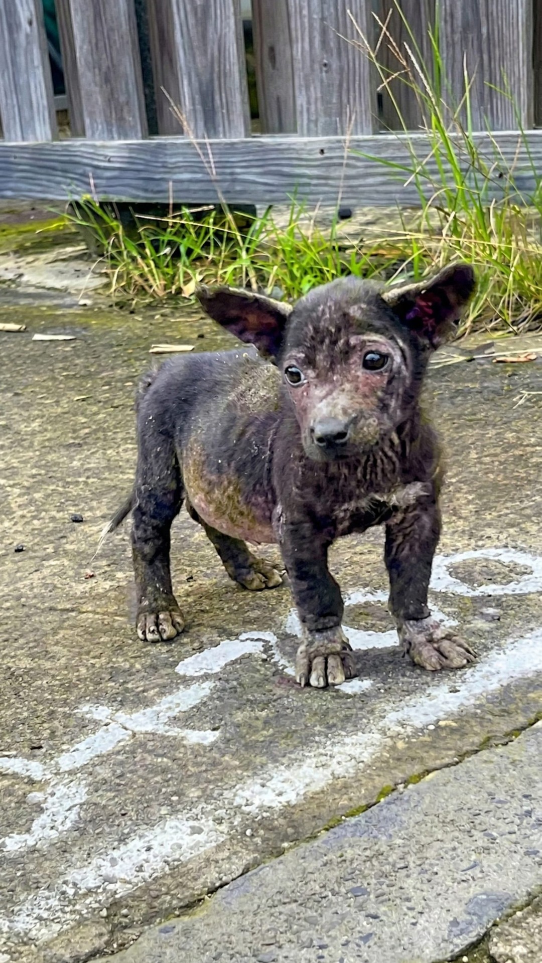 Two Abandoned Puppies Rescued on the Same Day from the Streets