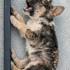 Tiny Puppy Found Screaming in Pain Transforms into a Joyful Companion