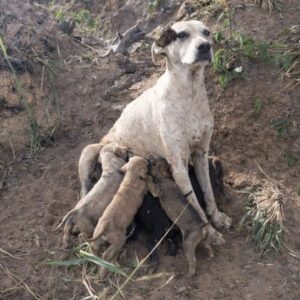 Rescue Team Finds Aisha, a Neglected Mother Dog Left Behind