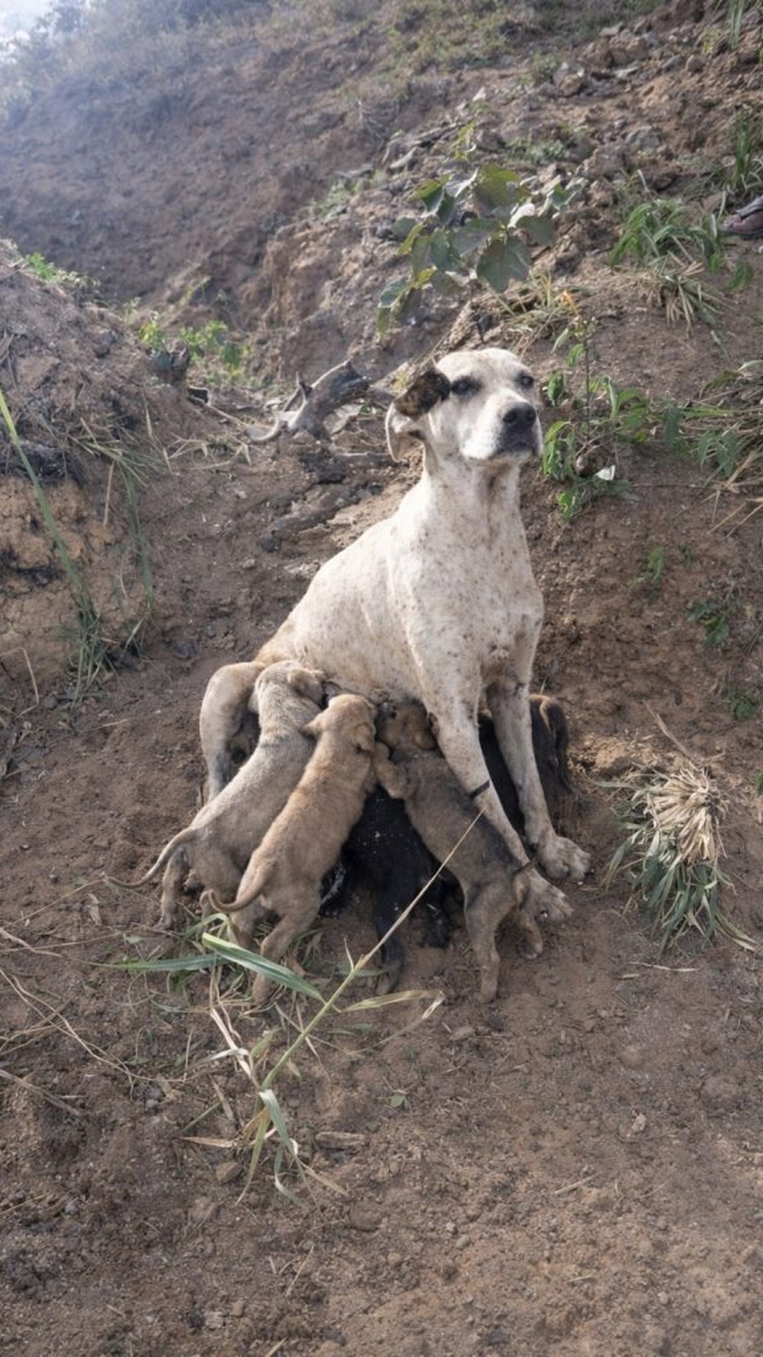 Rescue Team Finds Aisha, a Neglected Mother Dog Left Behind