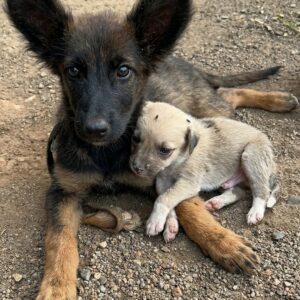 Paralyzed Puppy Takes First Steps with Her Brother’s Support