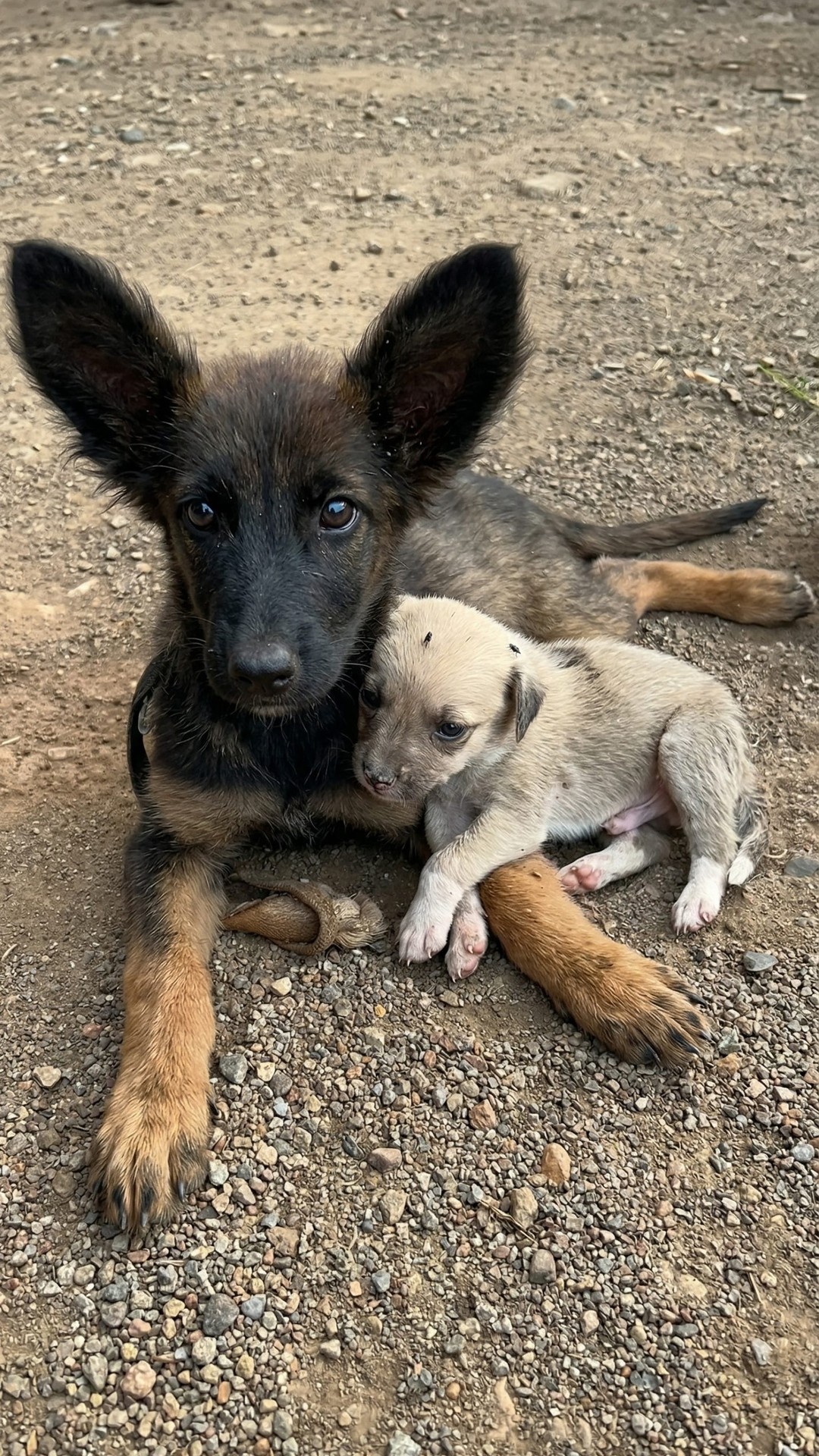 Paralyzed Puppy Takes First Steps with Her Brother’s Support