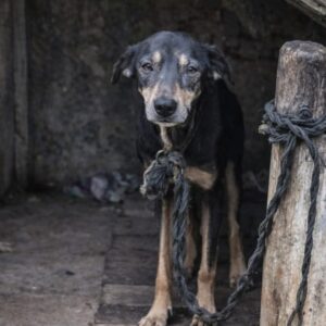 Black the Dog's First Playful Leap After Years of Neglect