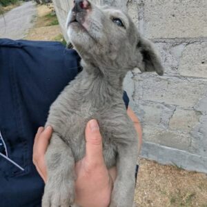 Tiny Gray Puppy Transforms into Stunning Snow-White Beauty After Rescue Bath