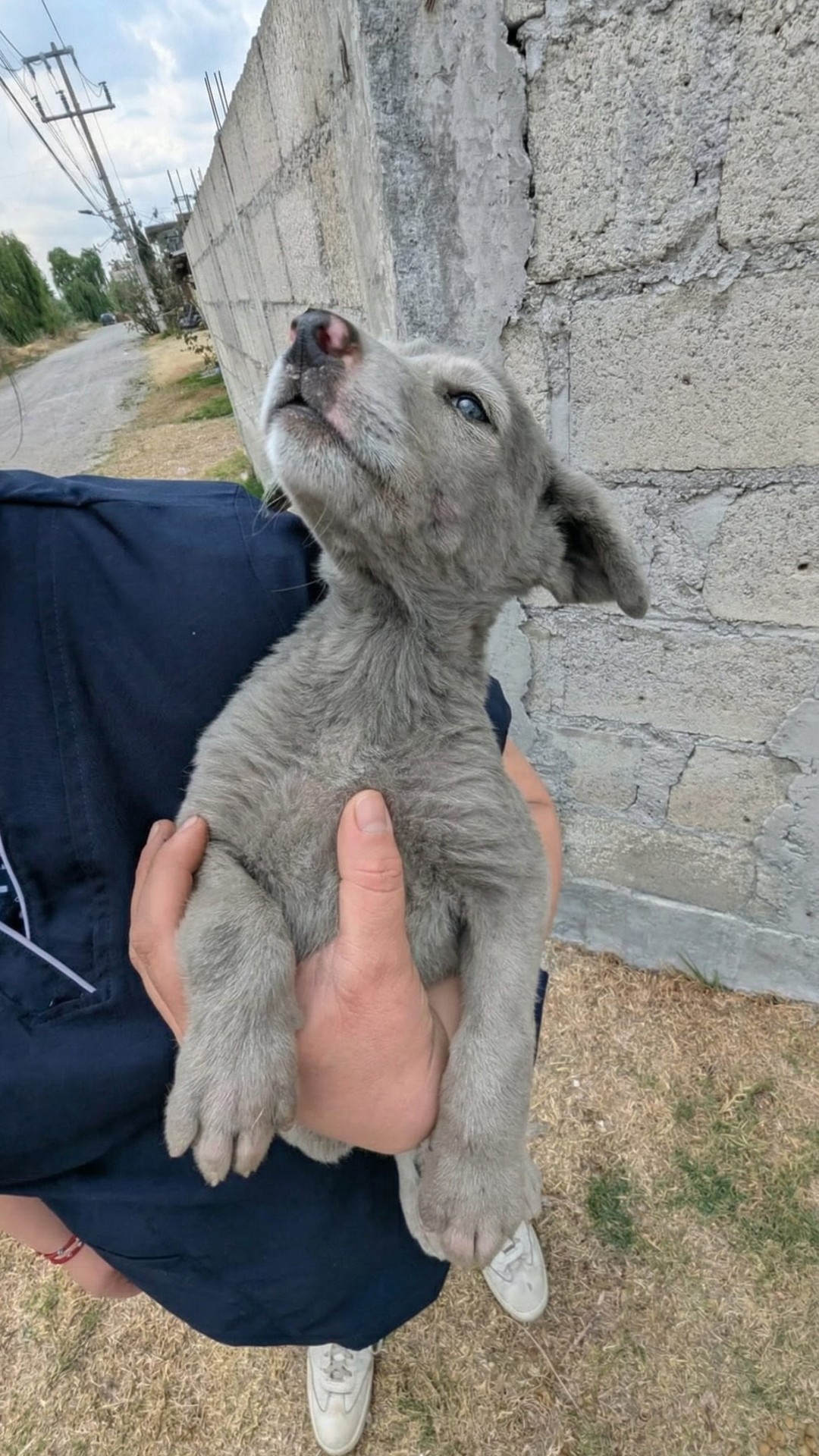 Tiny Gray Puppy Transforms into Stunning Snow-White Beauty After Rescue Bath