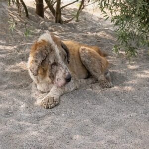 Kontes the Senior Dog Reclaims Joy After Abandonment at Fifteen