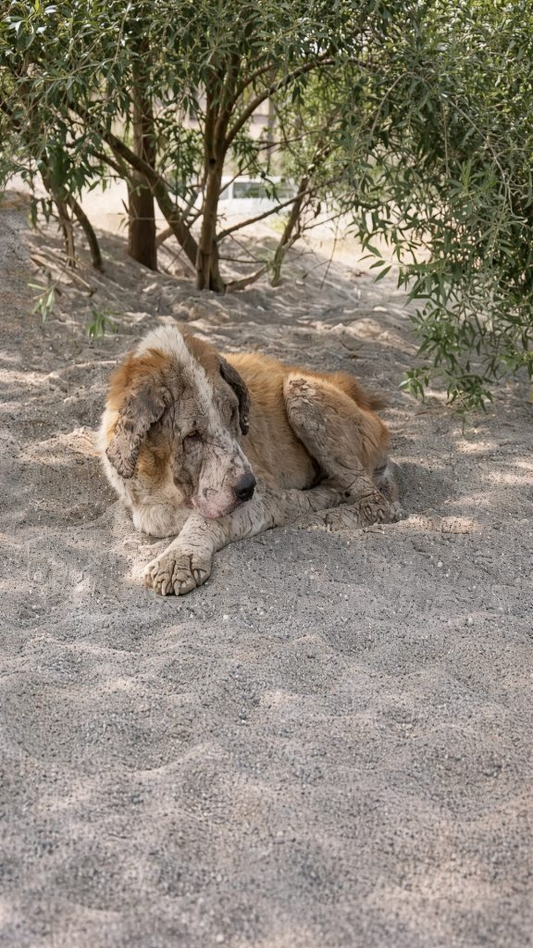 Kontes the Senior Dog Reclaims Joy After Abandonment at Fifteen
