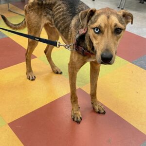 Jeremiah the Stray Dog Doubles His Weight in Weeks of Care