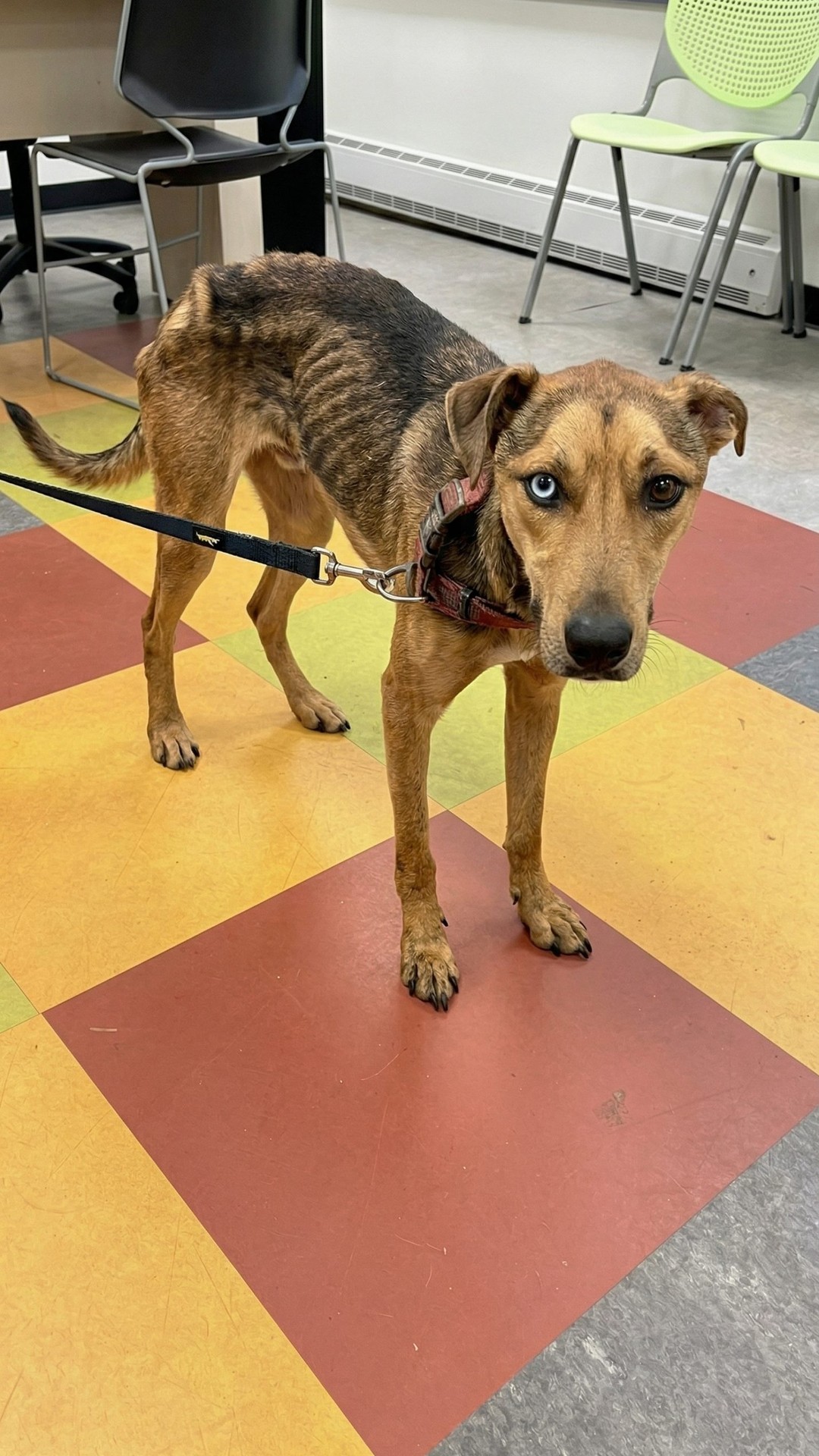 Jeremiah the Stray Dog Doubles His Weight in Weeks of Care
