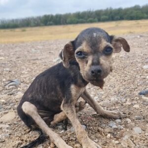 Tika's Journey: From Neglect to New Beginnings in Just One Month